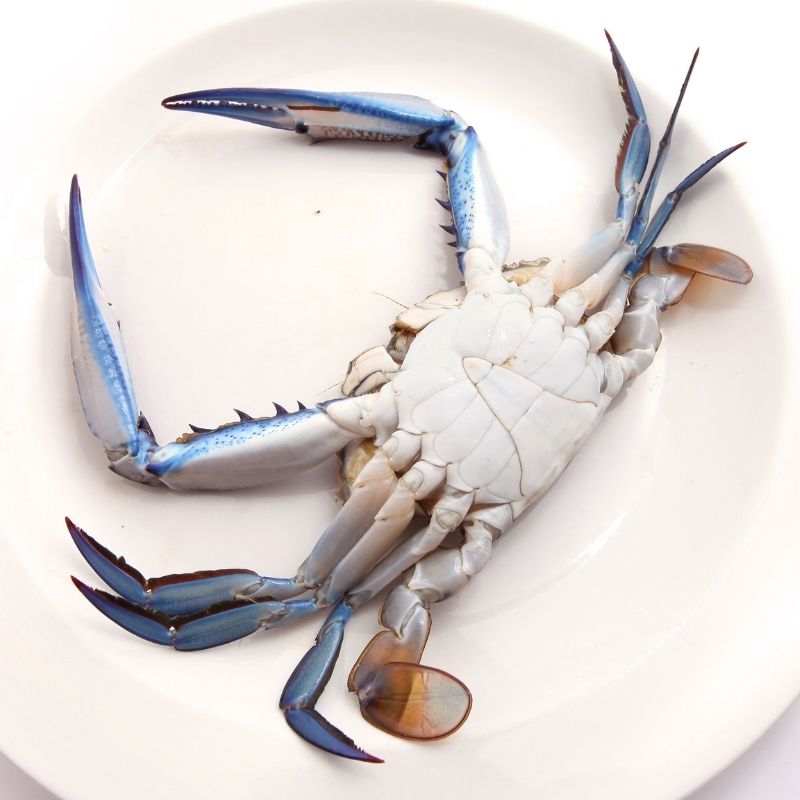 Whole Blue Swimmer Crab