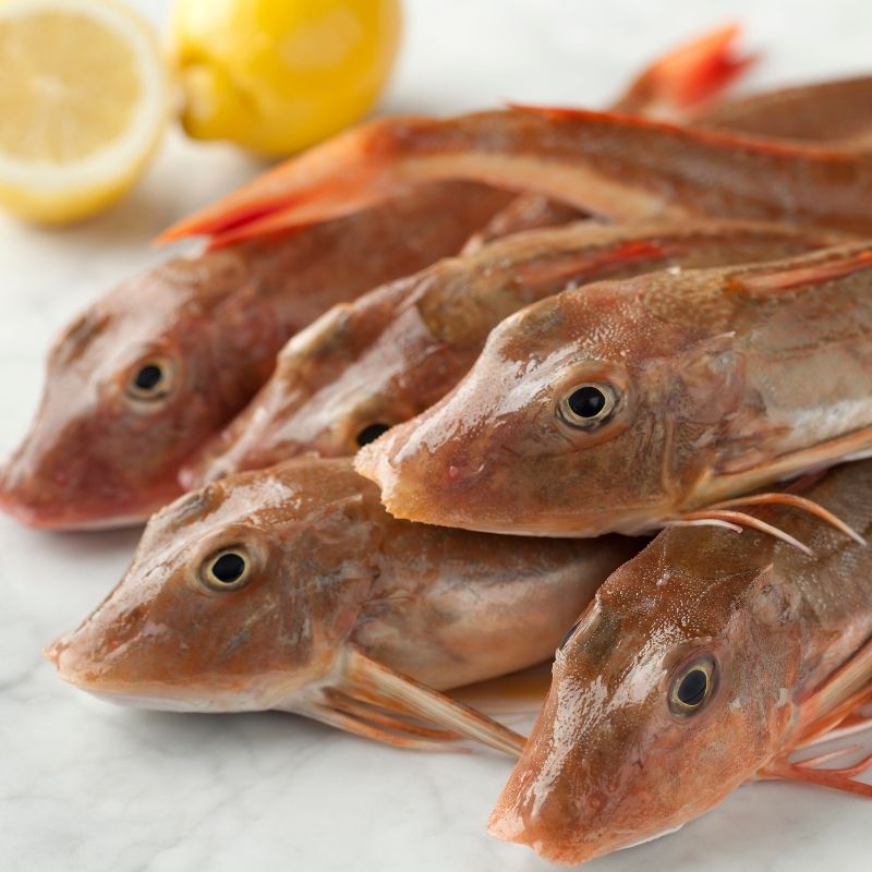 Whole Gurnard