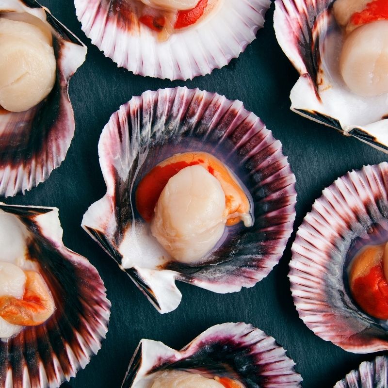 King Scallops