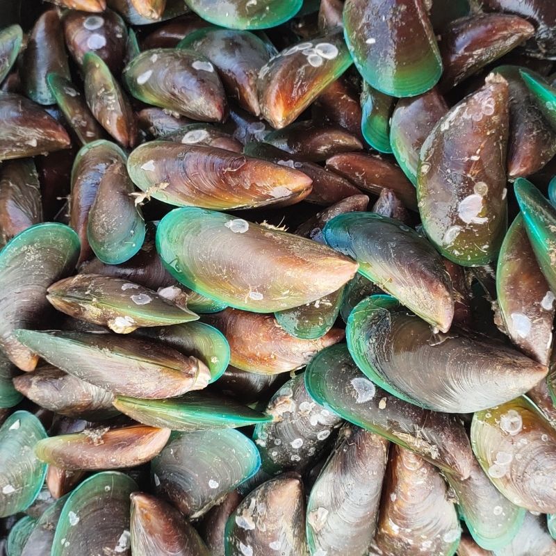Live Mussels