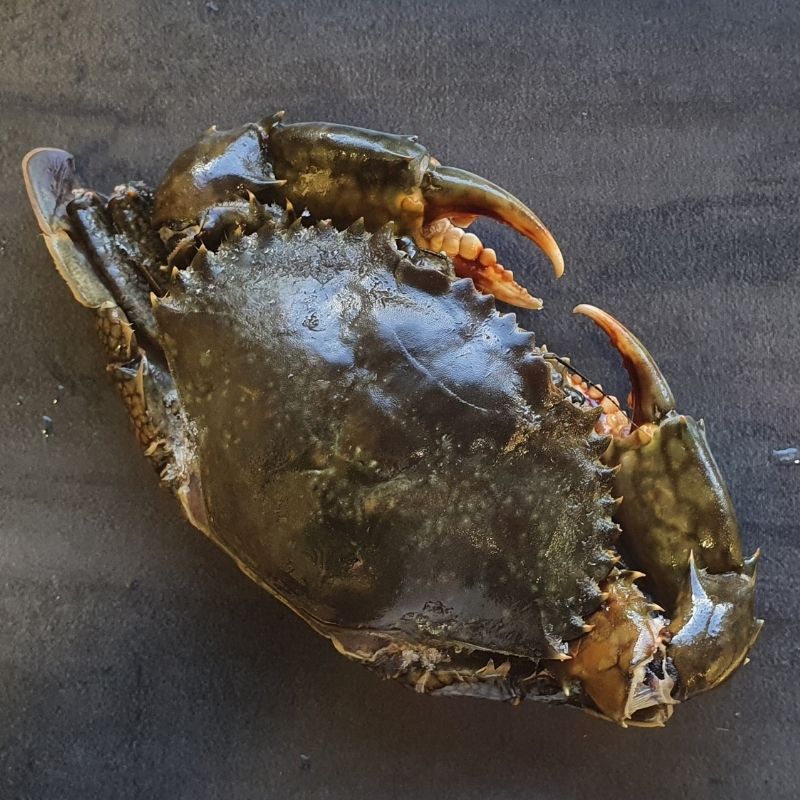 Mud Crab Raw