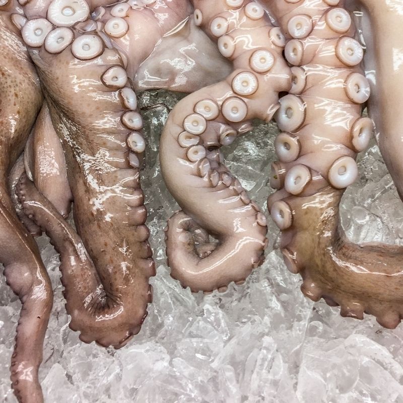 Octopus Tentacles