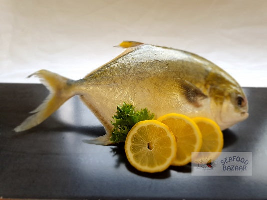 Whole Golden Pompano