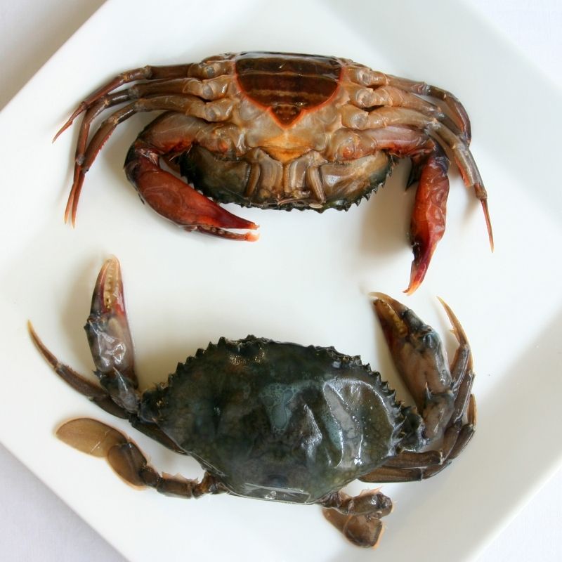 Soft Shell Crab
