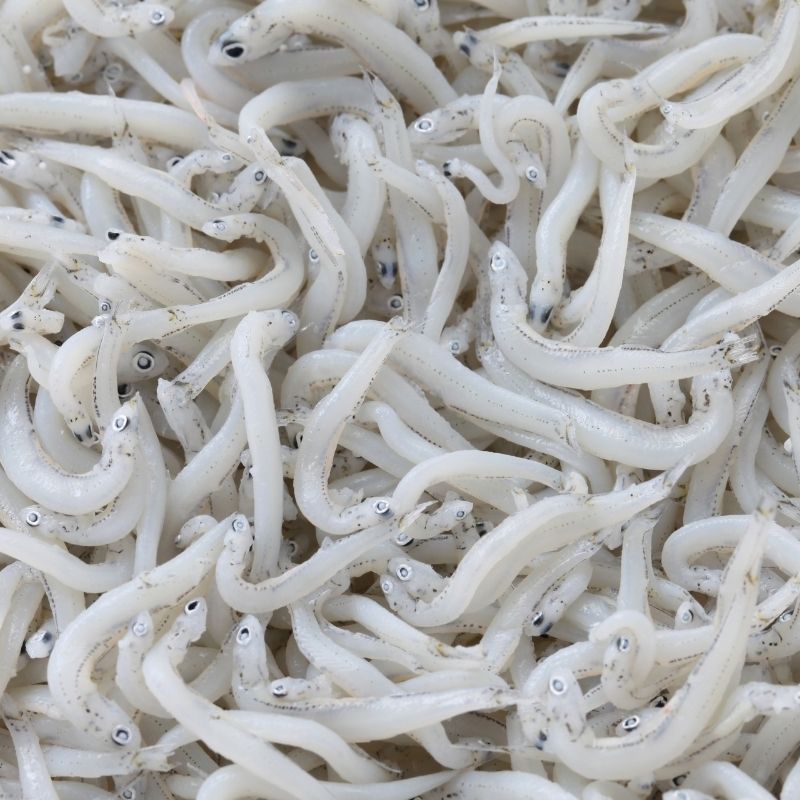 Whitebait