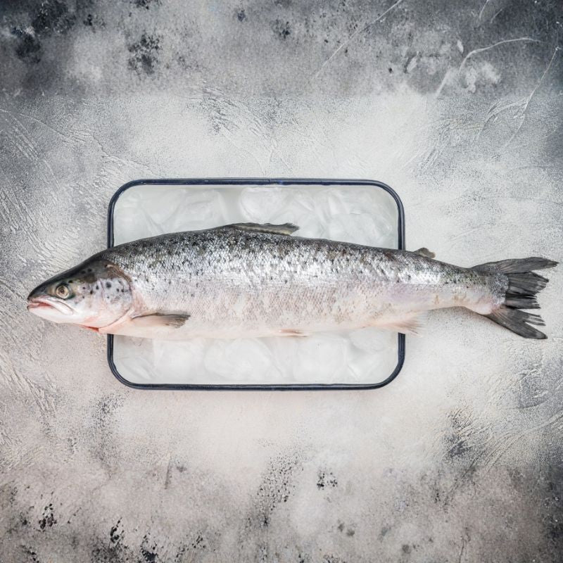 Whole Salmon