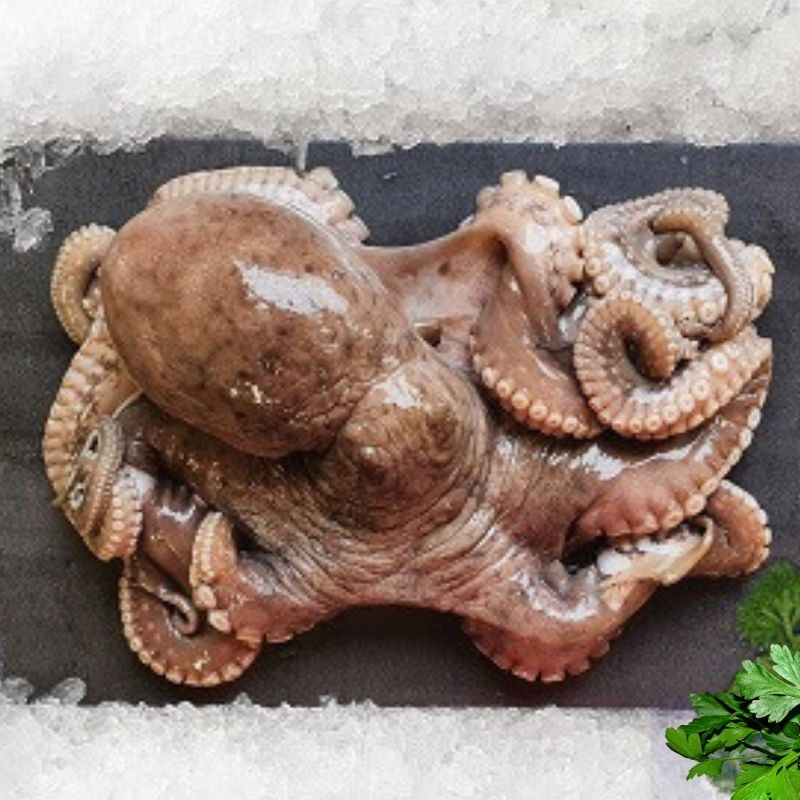Whole Octopus