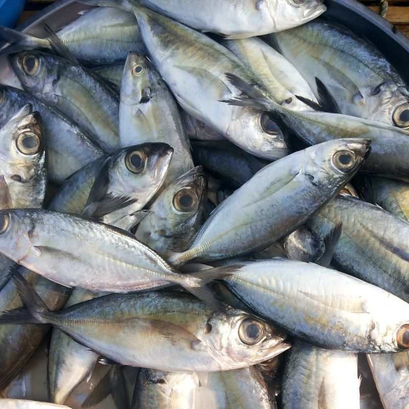 Whole Round Scad