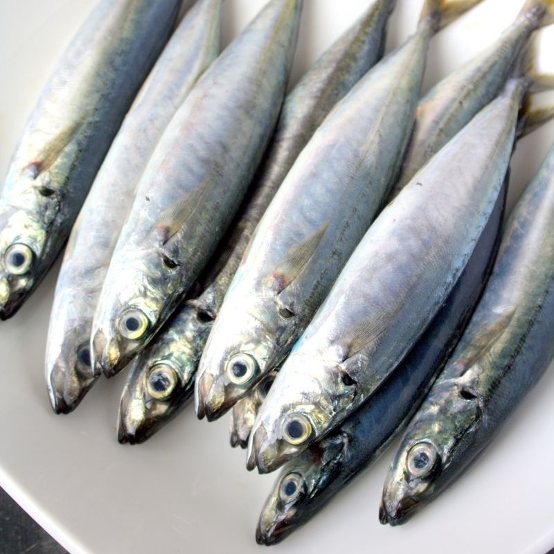 Whole Round Scad