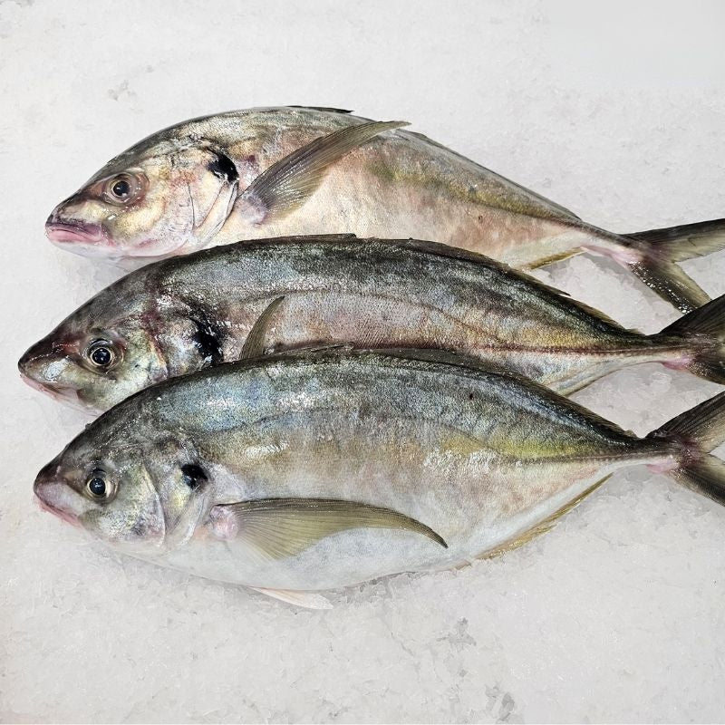 Whole Trevally